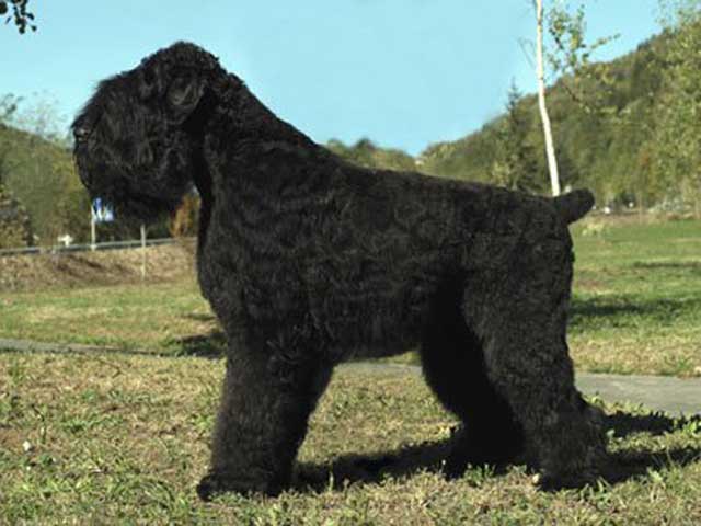 Czarny terrier rosyjski