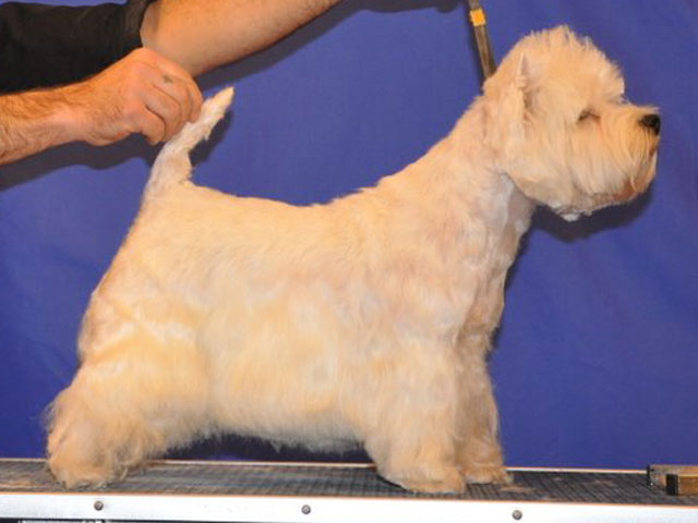 Prawidłowy grooming sylwetki West Highland White Terrier