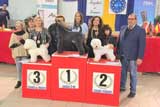 Ciseaux D'or / Montpellier, Francja: 1 lok. w kat. strzyżenie w kl. championów (Kerry Blue Terrier)