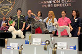 Groomania / Kortrijk, Belgia: 1 lok. w kategorii czyste rasy, klasa championów (Kerry Blue Terrier)